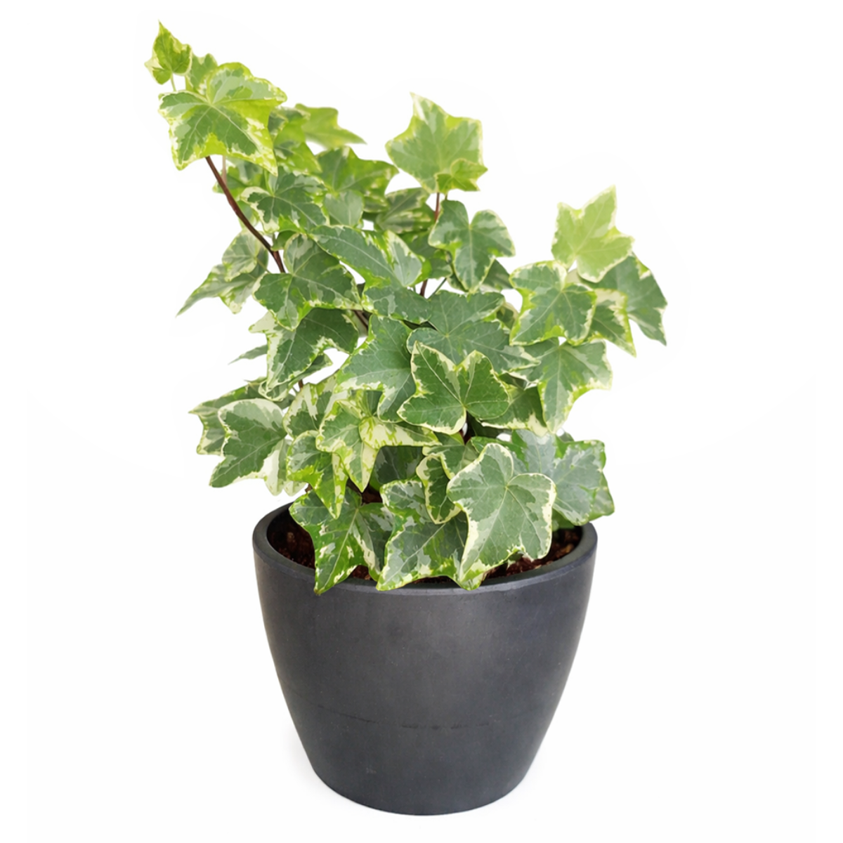 buy golden english ivy live plant 3" pot online, small heart-shaped lobed leaves with prominent gold cream variegation, freely trailing spilling vine habit, purifies indoor air of toxins, tolerates moderate humidity, beautiful in a terrarium or hanging planter, a classic and beloved plant gift
