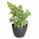 3" pot golden english ivy live plant for sale, lush variegated lobed leaves with butter-gold to bright gold margins, trailing vine growth perfect for hanging baskets or elevated planters, evergreen all-season color, moderate humidity care needs, a beautiful addition to any boho or cottage-style interior, makes a heartfelt and lasting gift