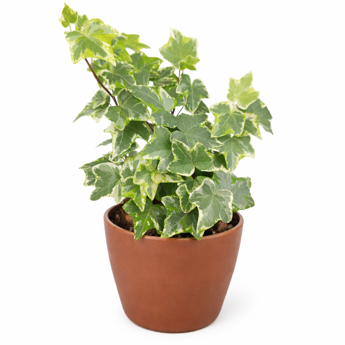 4" pot golden english ivy live plant for sale, vivid gold-margined lobed leaves on gracefully trailing stems, self-clinging evergreen vine, foliage becomes more vibrant in bright indirect light, drought-sensitive but easy to read when thirsty, adds timeless style to any indoor setting, a wonderful gift for a plant enthusiast