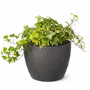 3" pot golden english ivy live plant for sale, lush variegated lobed leaves with butter-gold to bright gold margins, trailing vine growth perfect for hanging baskets or elevated planters, evergreen all-season color, moderate humidity care needs, a beautiful addition to any boho or cottage-style interior, makes a heartfelt and lasting gift