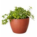 3" pot golden english ivy live plant for sale, lush variegated lobed leaves with butter-gold to bright gold margins, trailing vine growth perfect for hanging baskets or elevated planters, evergreen all-season color, moderate humidity care needs, a beautiful addition to any boho or cottage-style interior, makes a heartfelt and lasting gift