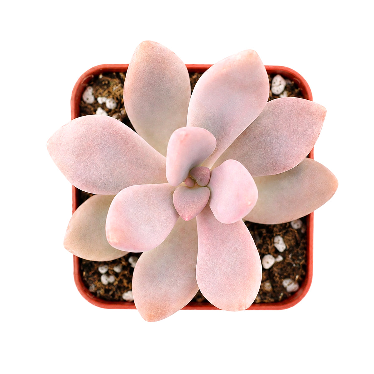 Buy 4" Graptopetalum 'Murasaki' online. This attractive succulent features large, full rosettes with thick leaves in soft purple tones that create a sophisticated display. It thrives in bright, indirect light with well-draining soil and occasional watering. A beautiful choice for home décor, offices, or curated succulent collections.