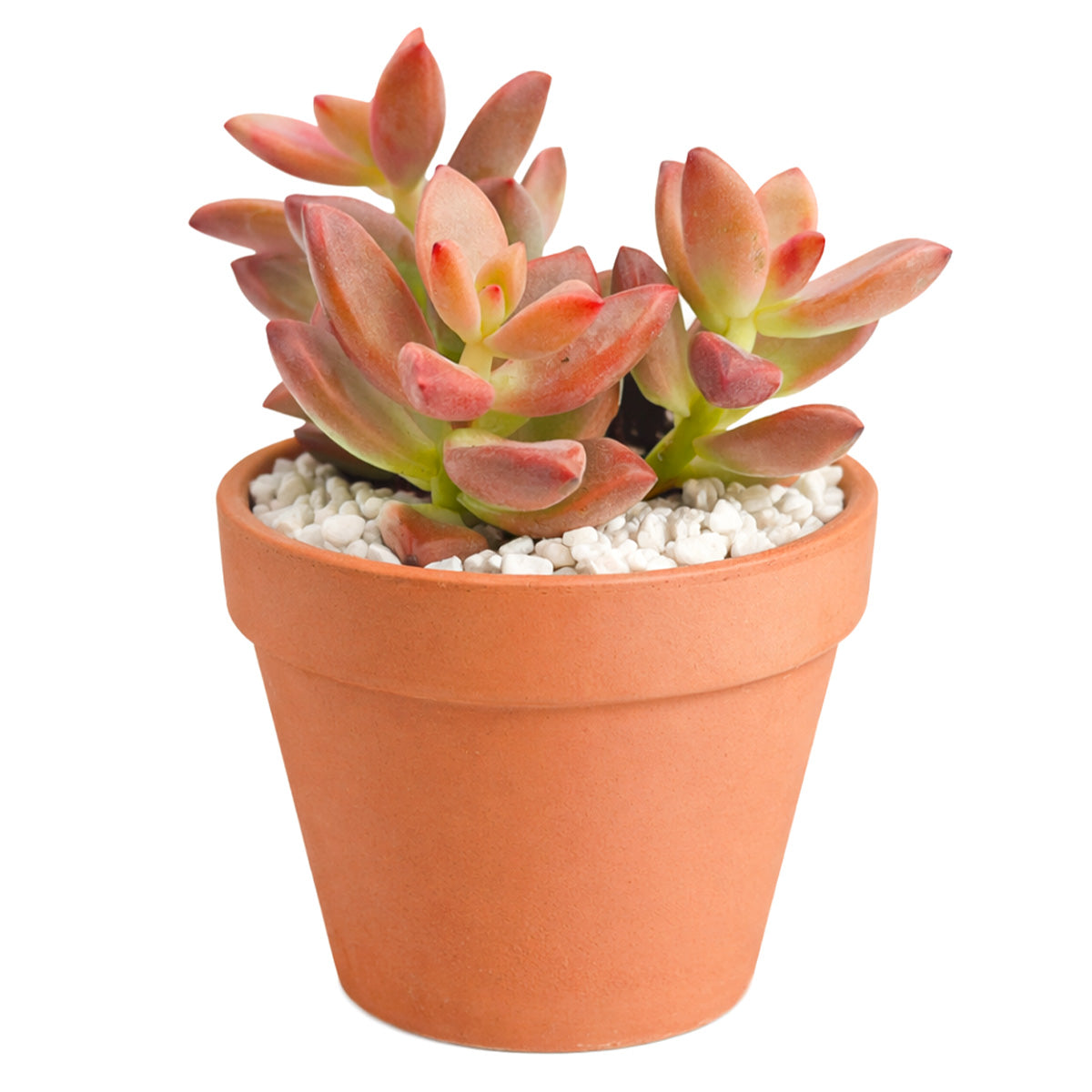 buy graptosedum 'alpenglow' live succulent 2 inch online in plastic pot, vivid coral and rose-toned fleshy leaves in an extended trailing rosette, evergreen in mild climates with yellow star-shaped blooms in spring, low maintenance and pet friendly, bright south-facing window display, charming starter succulent gift for any occasion