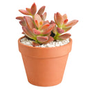 buy graptosedum 'alpenglow' live succulent 2 inch online in plastic pot, vivid coral and rose-toned fleshy leaves in an extended trailing rosette, evergreen in mild climates with yellow star-shaped blooms in spring, low maintenance and pet friendly, bright south-facing window display, charming starter succulent gift for any occasion