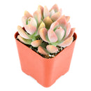 Buy 2" Graptosedum California Sunset online. This vibrant succulent forms compact rosettes with fleshy leaves that transition from soft green to warm shades of orange, pink, and red in bright light. It thrives in bright, indirect light with well-draining soil and occasional watering. A beautiful choice for succulent collections, colorful arrangements, or sunny windowsills.