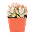 Buy 2" Graptosedum California Sunset online. This vibrant succulent forms compact rosettes with fleshy leaves that transition from soft green to warm shades of orange, pink, and red in bright light. It thrives in bright, indirect light with well-draining soil and occasional watering. A beautiful choice for succulent collections, colorful arrangements, or sunny windowsills.