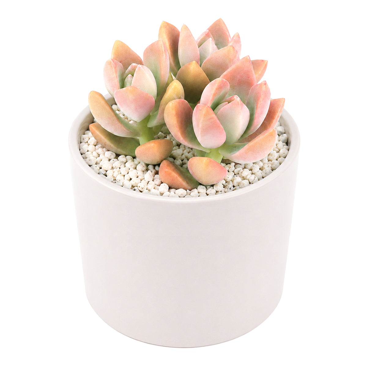 Buy 2" Graptosedum California Sunset online. This low-maintenance succulent forms attractive rosettes with colorful foliage that changes throughout the seasons. It is perfect for containers, windowsills, or mixed succulent displays and prefers bright light with infrequent watering. Shipped in a 2-inch nursery pot.