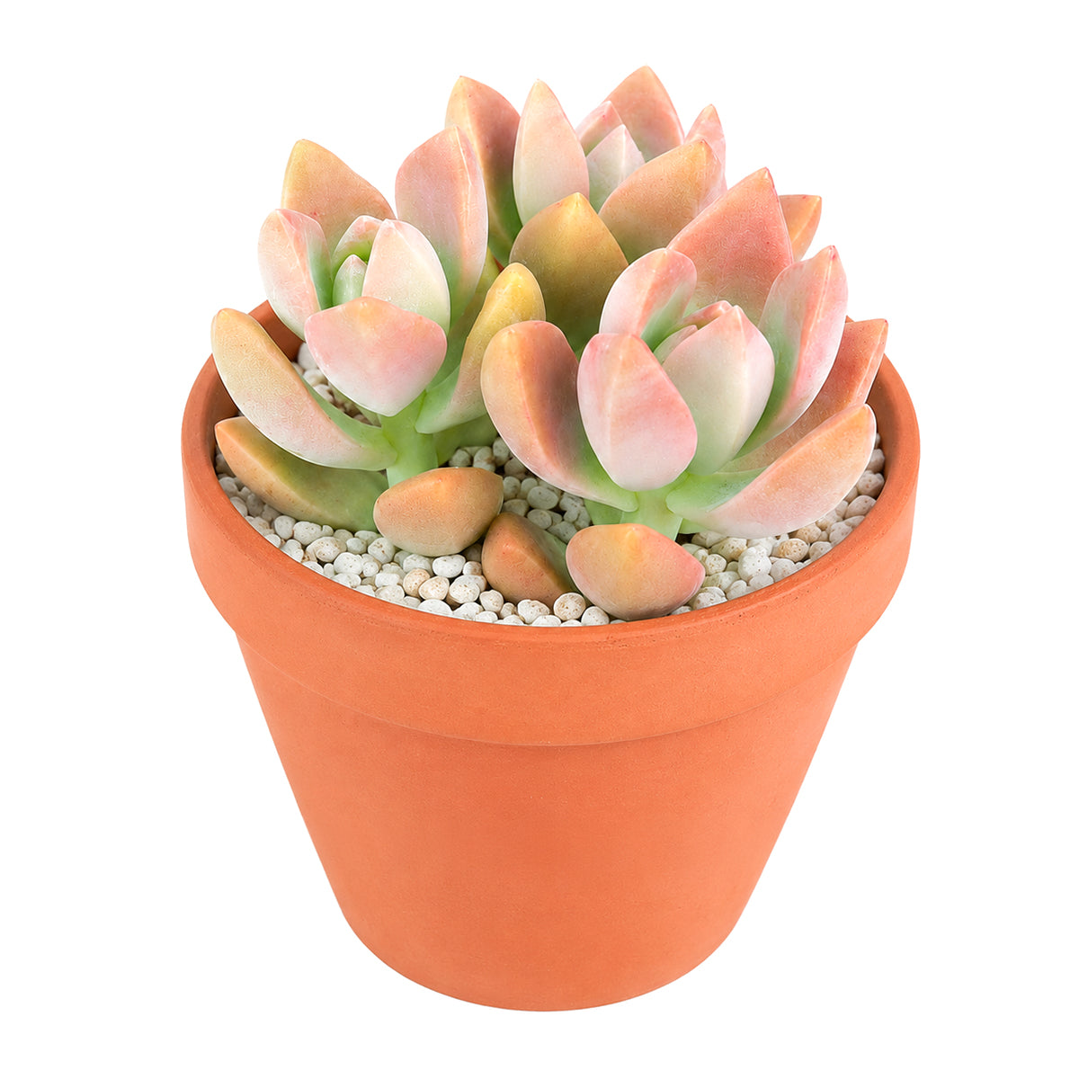 2" Graptosedum California Sunset for sale. This charming succulent displays vibrant rosettes with warm sunset colors that become more intense with proper sun exposure. It is drought tolerant and makes a great addition to succulent collections or small arrangements. Shipped in a 2-inch nursery pot.