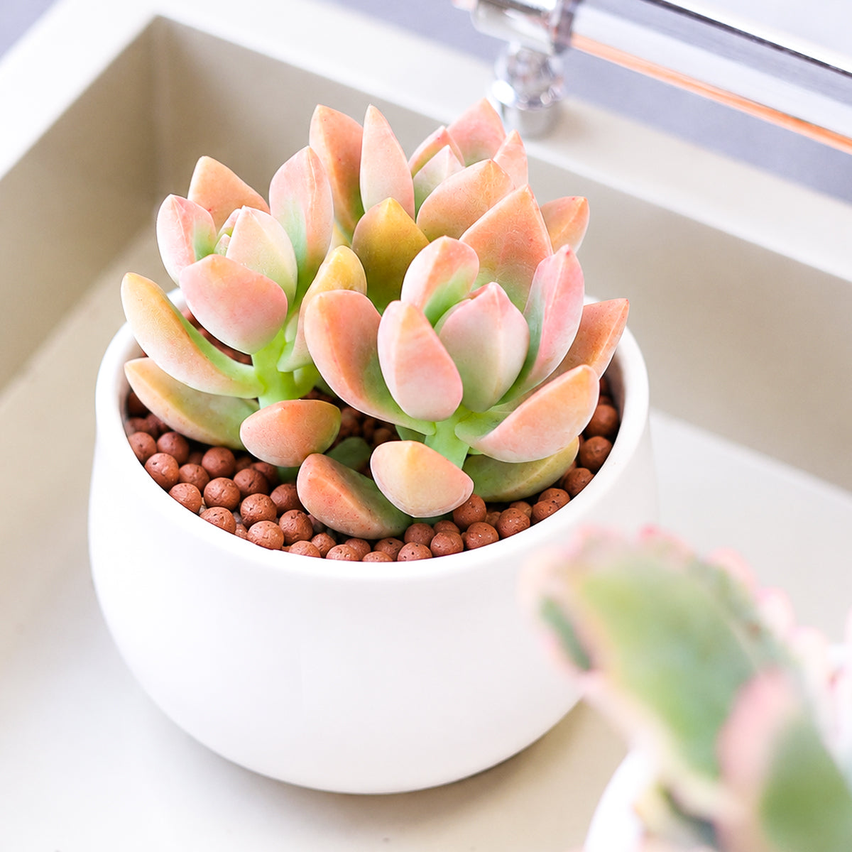 Buy 2" Graptosedum California Sunset online. This colorful succulent features fleshy leaves that develop beautiful shades of peach, pink, orange, and purple in bright light. It is easy to care for and thrives in a sunny location with well-draining soil. Shipped in a 2-inch nursery pot.