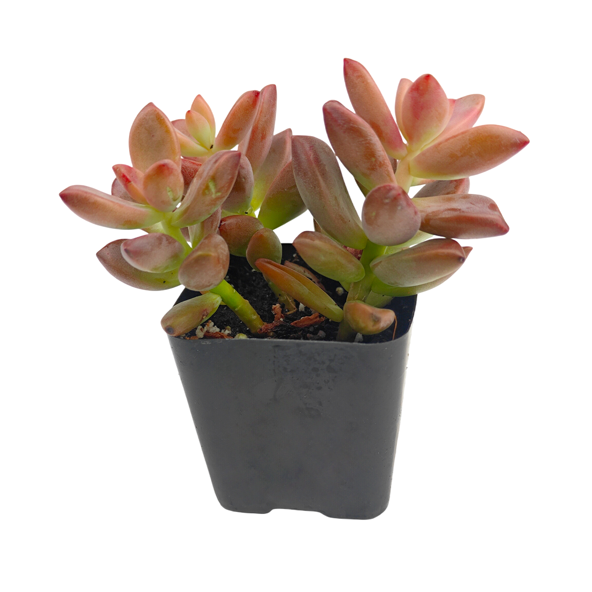 buy graptosedum 'alpenglow' live succulent 2 inch online in white modern pot, soft rose to deep coral fleshy leaves with pointed tips, sprawling trailing growth form ideal for hanging baskets, pet safe and drought tolerant, contemporary minimalist home decor accent, lovely gift for plant enthusiasts