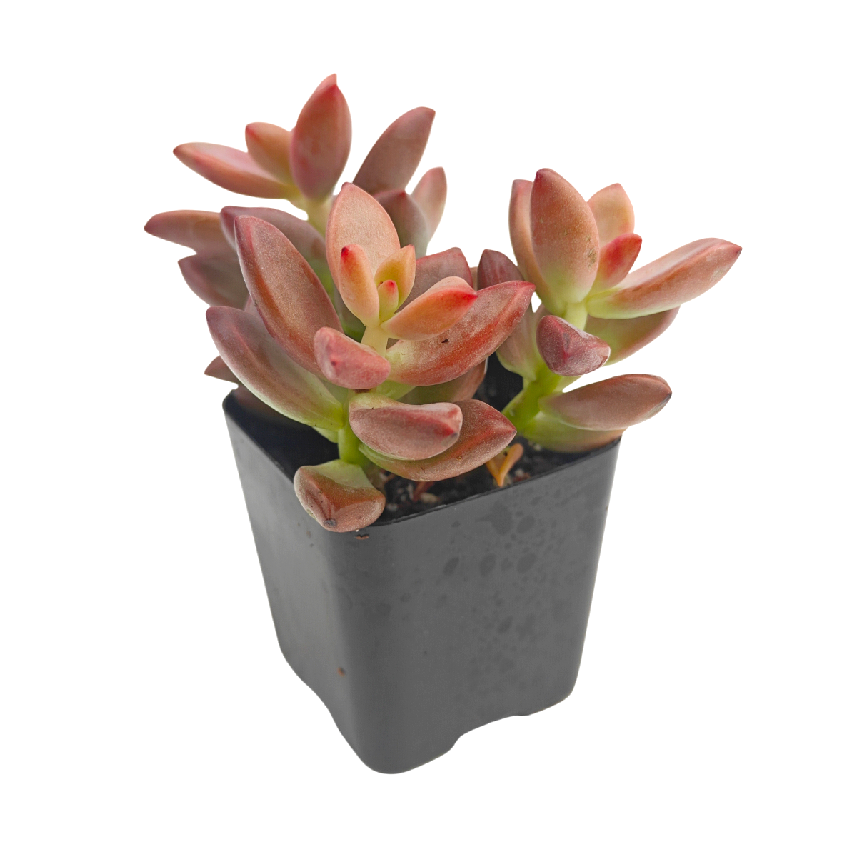 2 inch graptosedum 'alpenglow' live succulent for sale in bamboo pot, waxy sunset-hued leaves growing along elongated bending stems, fast-spreading clustering succulent with warm pink and bronze tones, low water needs and easy propagation, eco-friendly boho shelf display, unique and memorable plant gift