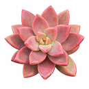 buy graptosedum 'alpenglow' live succulent 2 inch online in plastic pot, vivid coral and rose-toned fleshy leaves in an extended trailing rosette, evergreen in mild climates with yellow star-shaped blooms in spring, low maintenance and pet friendly, bright south-facing window display, charming starter succulent gift for any occasion