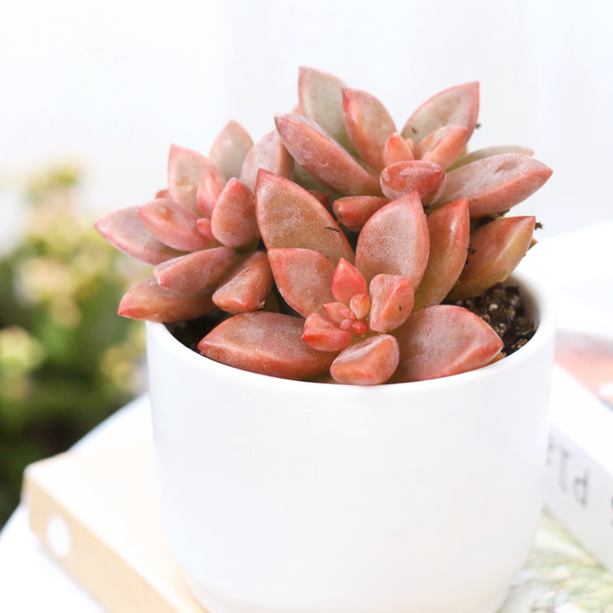 buy graptosedum 'alpenglow' live succulent 2 inch online, vibrant coral-pink trailing stems, waxy elliptic leaves in warm sunset tones, fast-growing clustering habit, drought tolerant and low maintenance, bohemian windowsill accent, perfect gift for succulent lovers