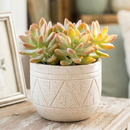 buy graptosedum 'francesco baldi' live succulent 2 inch online, rosy-tipped rosette succulent with thick glaucous leaves and stunning seasonal color shifts to brownish-purple in winter, slow-growing and drought tolerant, displayed in a clean white modern pot for contemporary interiors, a beautiful gift for beginner and experienced collectors alike