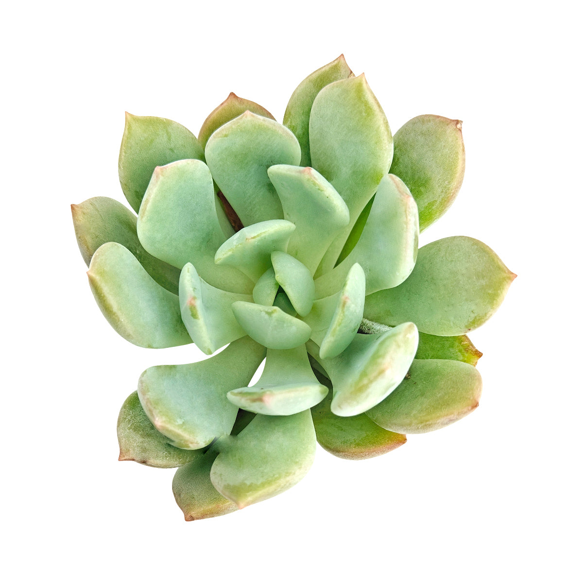 2 inch graptoveria 'a grim one' live succulent for sale, pale blue-green fleshy leaves blushing soft pink at tips, symmetrical upright rosette form, powdery matte leaf texture, easy care slow growing nature, a refined minimalist desk or shelf accent, makes a perfect gift for beginner and seasoned succulent enthusiasts alike