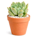 buy graptoveria 'a grim one' live succulent 2 inch online, close up of silver-blue fleshy rosette with soft pink blush at pointed leaf tips, compact symmetrical upright form, chalky matte leaf texture with sculptural quality, thrives in sunny windows with minimal watering, a striking conversation piece and collector plant, makes an exceptional and lasting gift