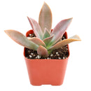 Buy 2" Graptoveria 'Fred Ives' online. This stunning succulent forms large rosettes with thick, fleshy leaves in beautiful shades of bronze, lavender, and pink that become more vibrant in bright light. It thrives in bright, indirect light with well-draining soil and occasional watering. A striking addition to succulent collections, sunny windowsills, or modern home décor.