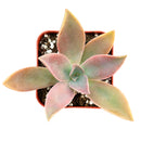 Buy 2" Graptoveria 'Fred Ives' online. This stunning succulent forms large rosettes with thick, fleshy leaves in beautiful shades of bronze, lavender, and pink that become more vibrant in bright light. It thrives in bright, indirect light with well-draining soil and occasional watering. A striking addition to succulent collections, sunny windowsills, or modern home décor.