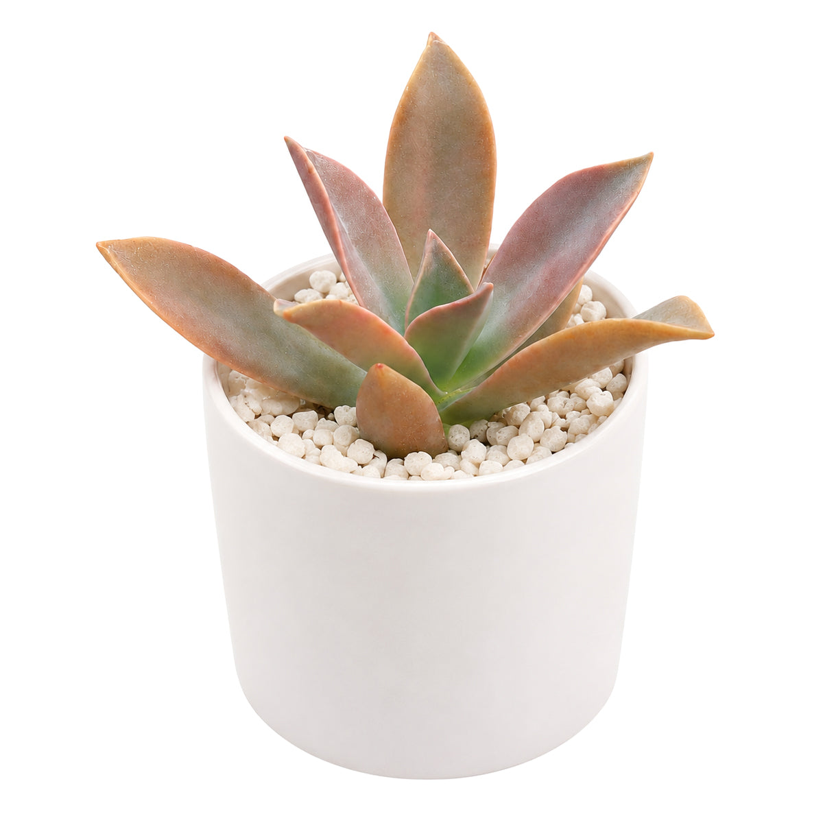 Buy 2" Graptoveria 'Fred Ives' online. This stunning succulent forms large rosettes with thick, fleshy leaves in beautiful shades of bronze, lavender, and pink that become more vibrant in bright light. It thrives in bright, indirect light with well-draining soil and occasional watering. A striking addition to succulent collections, sunny windowsills, or modern home décor.