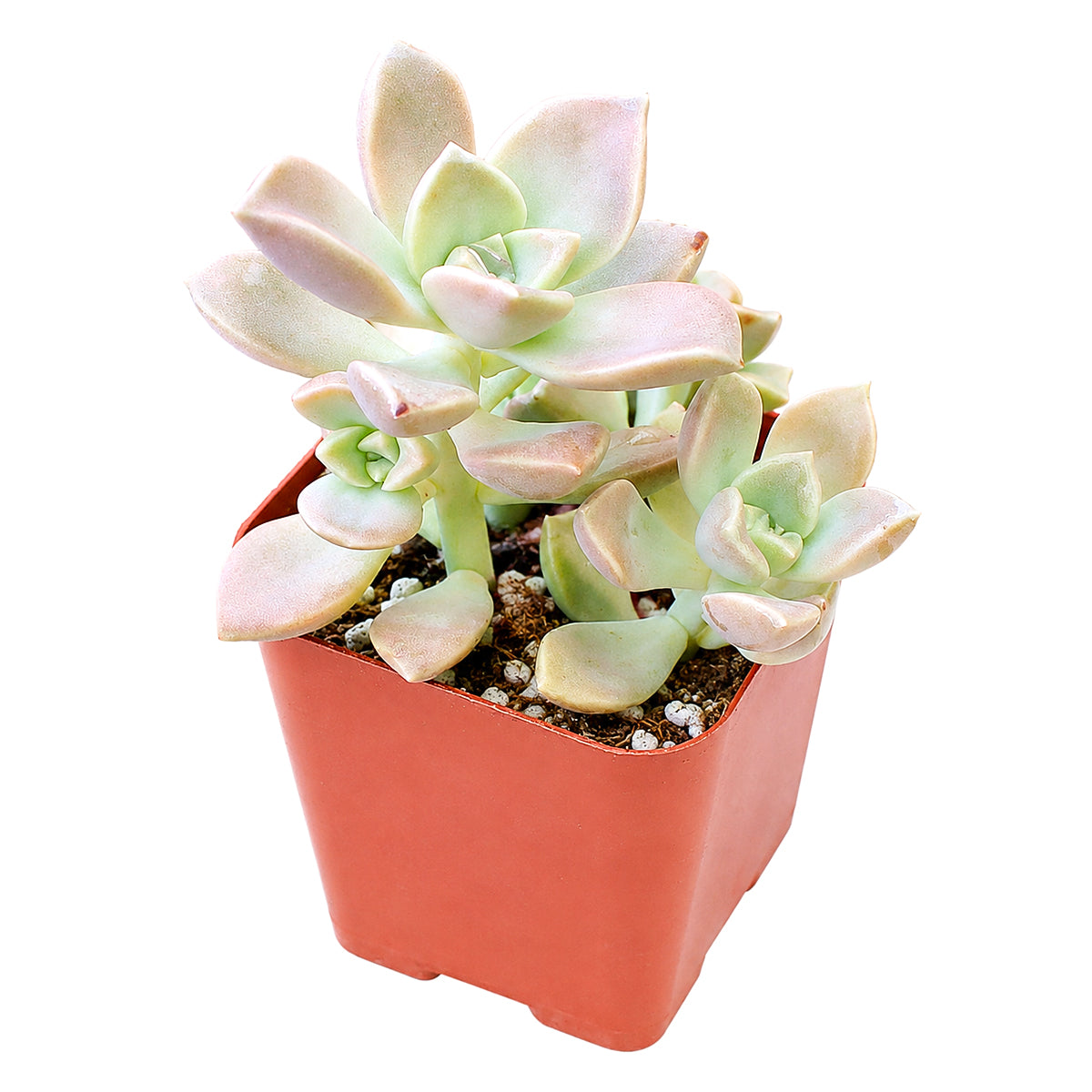 Buy 2" Graptoveria 'Harry Watson' online. This eye-catching hybrid combines graceful symmetry with soft, colorful foliage that makes every rosette a beautiful focal point. It grows well in bright conditions with occasional watering and a gritty succulent mix. An ideal addition to home plant collections or stylish indoor succulent gardens.
