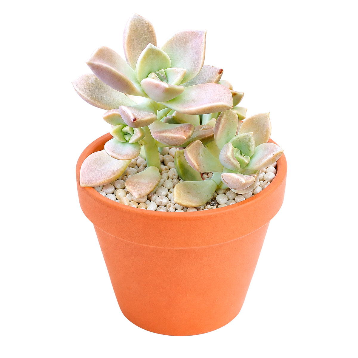 2" Graptoveria 'Harry Watson' for sale. Featuring compact rosettes and smooth, powdery foliage, this elegant hybrid brings timeless beauty and texture to any plant display. It grows best in bright conditions with a fast-draining cactus mix and minimal watering. Perfect for decorative planters, office desks, or thoughtful gifts for succulent lovers.
