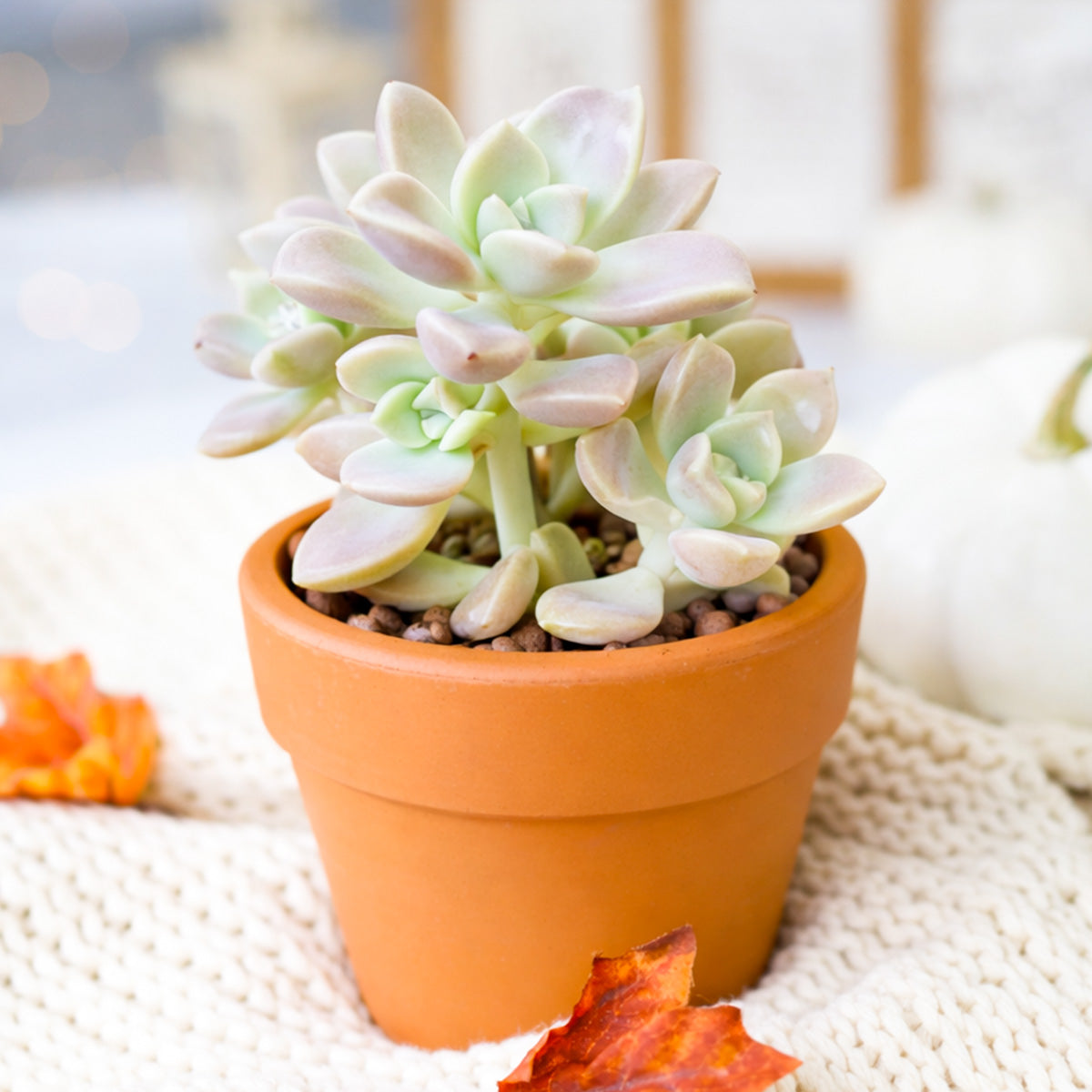 buy graptoveria 'harry watson' live succulent 2 inch online, soft pastel pink and blue-green rosette, powdery farina-coated leaves, matte smooth finish, slow growing clumping form, elegant bohemian desk or windowsill accent, a charming gift for succulent lovers and beginners