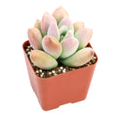 Buy 2" Graptoveria Opalina online. This elegant succulent forms perfectly symmetrical rosettes with thick, smooth leaves in soft shades of blue-green that may blush pink along the edges in bright light. It thrives in bright, indirect light with well-draining soil and occasional watering. A beautiful choice for succulent collections, sunny windowsills, or modern home décor.