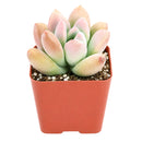 Buy 2" Graptoveria Opalina online. This elegant succulent forms perfectly symmetrical rosettes with thick, smooth leaves in soft shades of blue-green that may blush pink along the edges in bright light. It thrives in bright, indirect light with well-draining soil and occasional watering. A beautiful choice for succulent collections, sunny windowsills, or modern home décor.