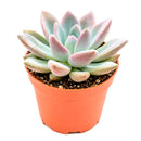Buy 2" Graptoveria Opalina online. This elegant succulent forms perfectly symmetrical rosettes with thick, smooth leaves in soft shades of blue-green that may blush pink along the edges in bright light. It thrives in bright, indirect light with well-draining soil and occasional watering. A beautiful choice for succulent collections, sunny windowsills, or modern home décor.