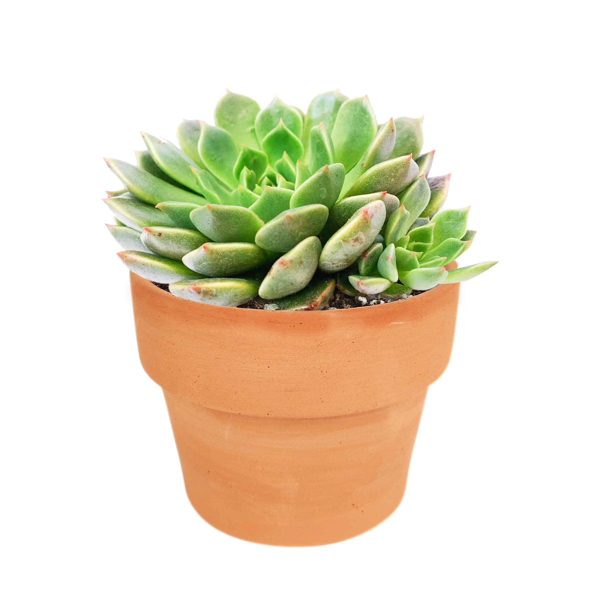 4 inch graptoveria olivia live succulent for sale, vivid rosette of olive green leaves edged in soft pink, smooth waxy leaf surface with subtle bronze sheen, clumping low-profile growth form, drought tolerant and beginner friendly, gorgeous statement
