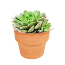 4 inch graptoveria olivia live succulent for sale, vivid rosette of olive green leaves edged in soft pink, smooth waxy leaf surface with subtle bronze sheen, clumping low-profile growth form, drought tolerant and beginner friendly, gorgeous statement