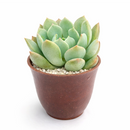 buy graptoveria 'a grim one' live succulent 2 inch online, close up of silver-blue fleshy rosette with soft pink blush at pointed leaf tips, compact symmetrical upright form, chalky matte leaf texture with sculptural quality, thrives in sunny windows with minimal watering, a striking conversation piece and collector plant, makes an exceptional and lasting gift