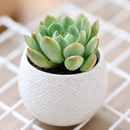 buy graptoveria 'a grim one' live succulent 2 inch online, close up of silver-blue fleshy rosette with soft pink blush at pointed leaf tips, compact symmetrical upright form, chalky matte leaf texture with sculptural quality, thrives in sunny windows with minimal watering, a striking conversation piece and collector plant, makes an exceptional and lasting gift