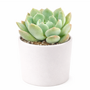 buy graptoveria 'a grim one' live succulent 2 inch online, close up of silver-blue fleshy rosette with soft pink blush at pointed leaf tips, compact symmetrical upright form, chalky matte leaf texture with sculptural quality, thrives in sunny windows with minimal watering, a striking conversation piece and collector plant, makes an exceptional and lasting gift
