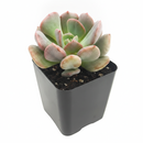 Buy 2" Graptoveria Cupid online. This charming succulent is valued for its elegant rosette shape and low-maintenance care requirements. It prefers bright light, infrequent watering, and makes a beautiful addition to any indoor or outdoor succulent display. Shipped in a 2-inch nursery pot.