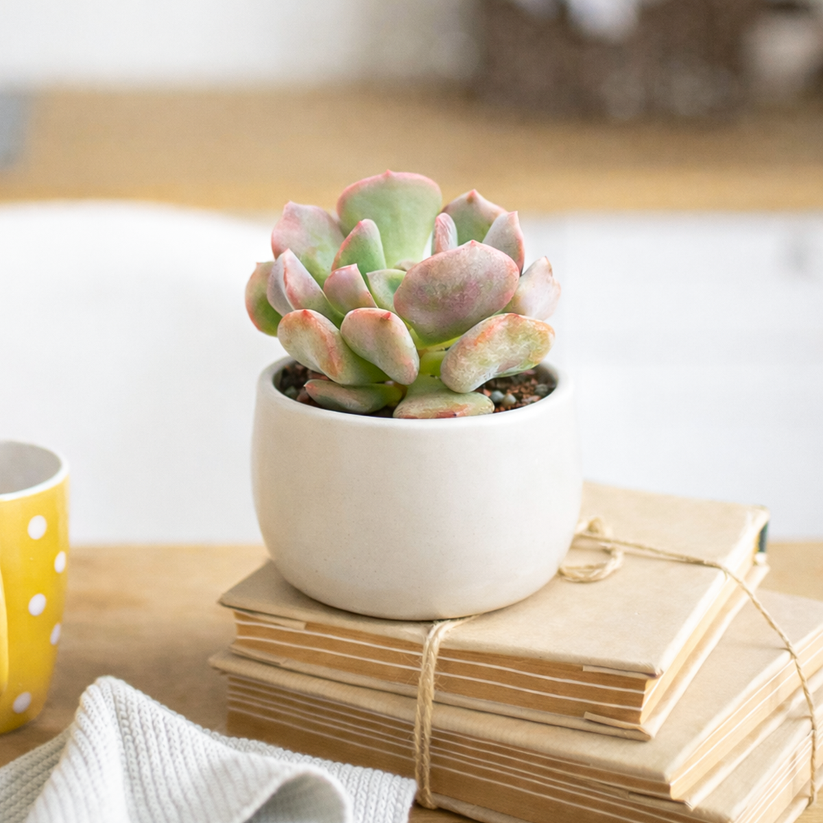 buy graptoveria cupid live air plant 2 inch online, soft peachy-pink fleshy leaves with delicate lavender undertones, compact rosette form reaching 3 inches wide, sun-loving succulent that deepens in color with bright light exposure, extremely drought tolerant and pet-safe, charming shelf accent for modern minimalist spaces, perfect succulent gift idea for beginners
