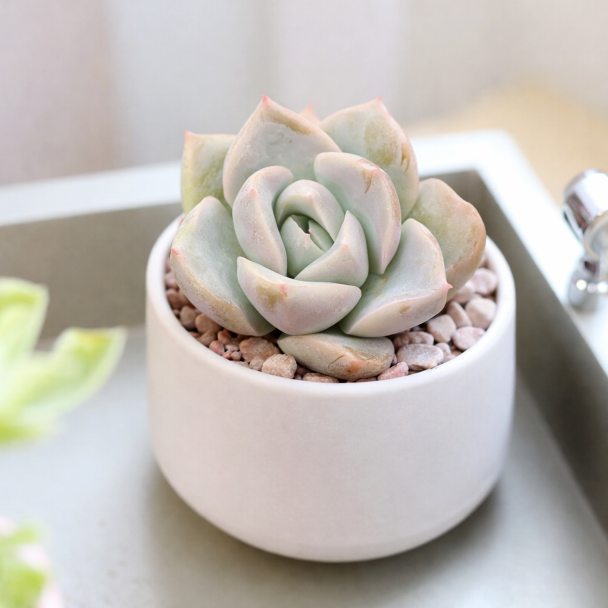 buy graptoveria 'fantome' live succulent 2 inch online, silvery frosted rosette with icy blue spoon-shaped leaves, compact clumping growth habit, pink stress blush under bright light, drought tolerant and low maintenance, elegant minimalist shelf decor, a thoughtful gift for succulent lovers in a plastic pot