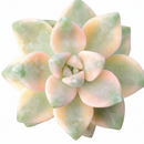 2 inch graptoveria titubans variegata live succulent for sale, pastel cream and minty green variegated foliage, plump triangular pointed leaves, tight symmetrical rosette habit, drought tolerant low maintenance care, stylish tabletop or shelf decor, perfect rare plant gift for beginners