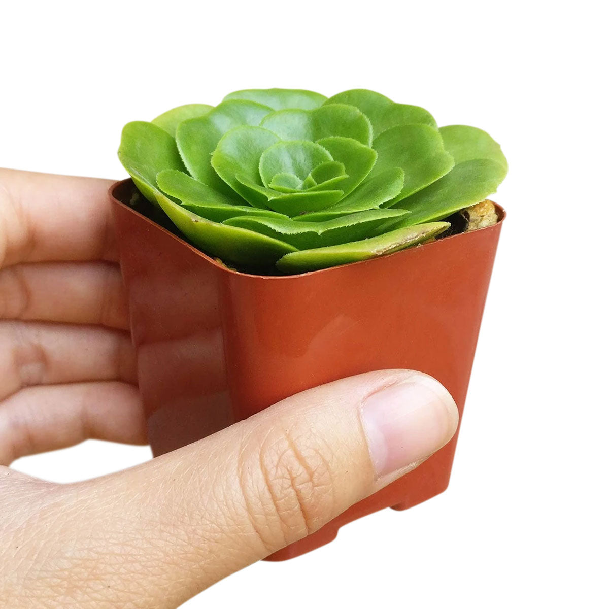 4 inch aeonium green platters - aeonium undulatum live succulent for sale, deep glossy green rosette in clay pot, broad flat platter shape with rounded leaf tips, slow growing architectural succulent, thrives in bright indirect to full sun, elegant i