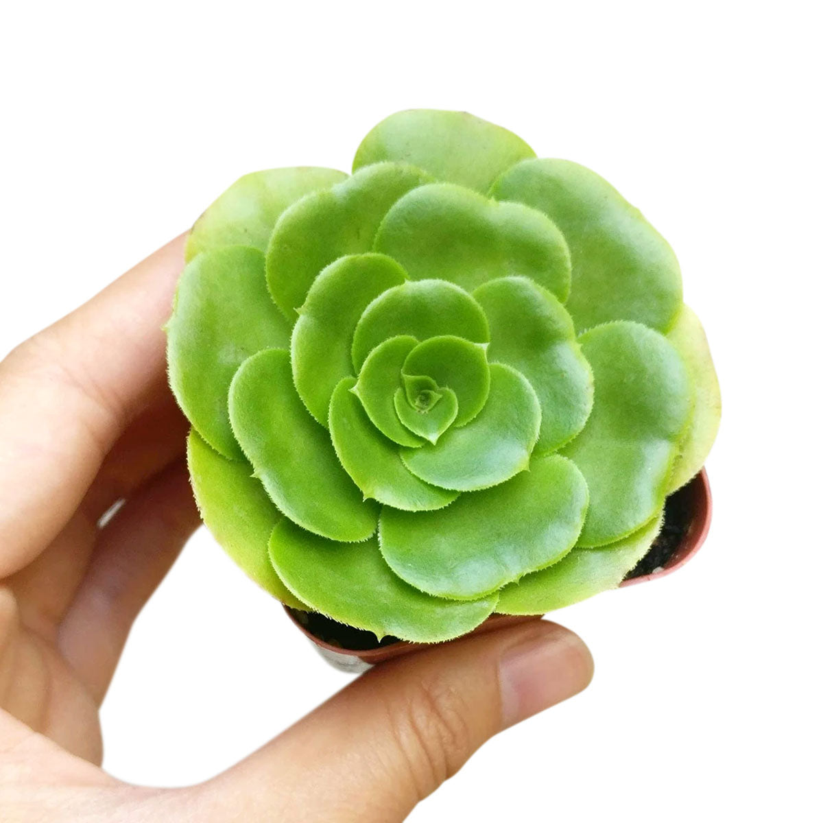 4 inch aeonium green platters - aeonium undulatum live succulent for sale, vibrant emerald green rosette in bamboo pot, flat wide platter silhouette with waxy leaf texture, upright stem growing habit, drought tolerant and easy to maintain, stunning a