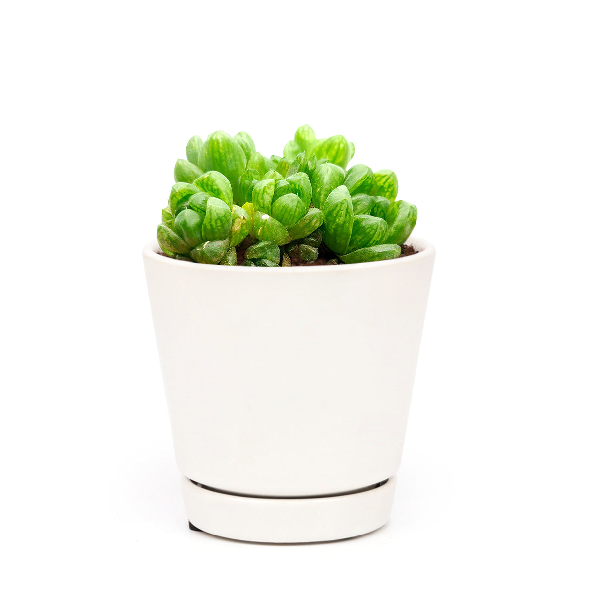 4 inch haworthia cymbiformis var. obtusa live succulent for sale, lush glass-leaf rosette succulent with luminous transparent tips and striped green foliage in clay pot, compact offsetting growth remains contained in small pots for years, fleshy rounded leaves characteristic of the obtusa variety, non-toxic to pets and people making it ideal for family homes, a beautiful long-lasting architectural centrepiece for indoor gardens and terrariums, a perfect gift for succulent collectors and beginners alike