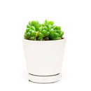 Buy 2" Haworthia cymbiformis var. obtusa online. This elegant succulent forms compact rosettes of thick, translucent leaves with smooth, rounded tips that give it a fresh, crystal-like appearance. It thrives in bright, indirect light with well-draining soil and occasional watering. A beautiful addition to succulent collections, office desks, or sunny windowsills.
