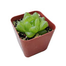 Buy 2" Haworthia cymbiformis var. obtusa online. This elegant succulent forms compact rosettes of thick, translucent leaves with smooth, rounded tips that give it a fresh, crystal-like appearance. It thrives in bright, indirect light with well-draining soil and occasional watering. A beautiful addition to succulent collections, office desks, or sunny windowsills.
