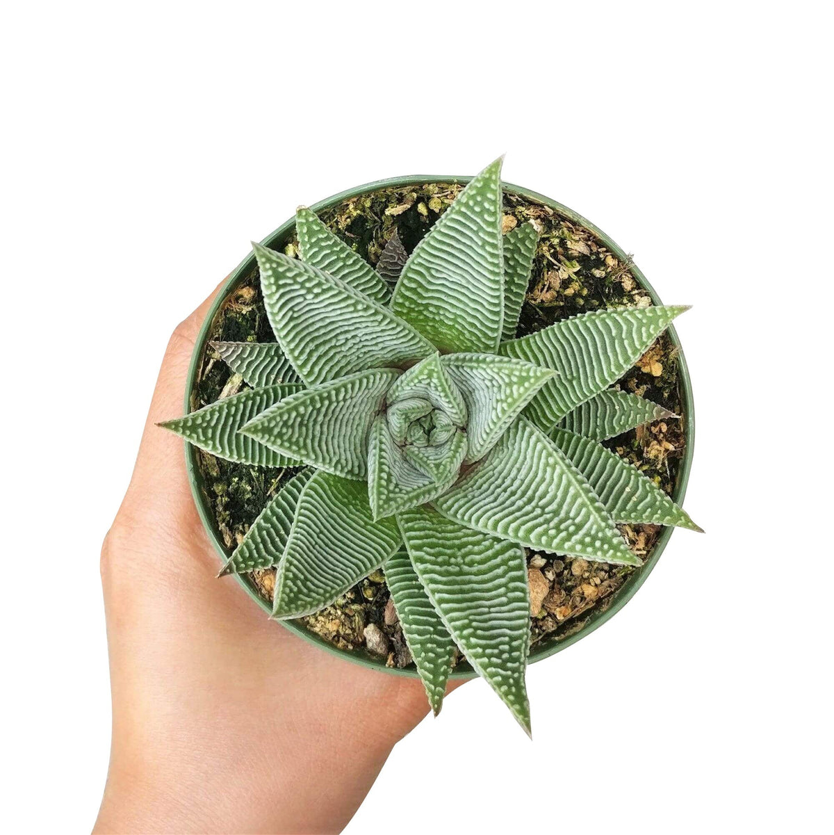 buy miami haworthia (haworthia limifolia var. striata) live succulent 3" pot online, small rosette-forming succulent with bold white striped leaf texture, native south african variety, bright indirect light grower, non-toxic to cats and dogs, charming windowsill or shelf display piece