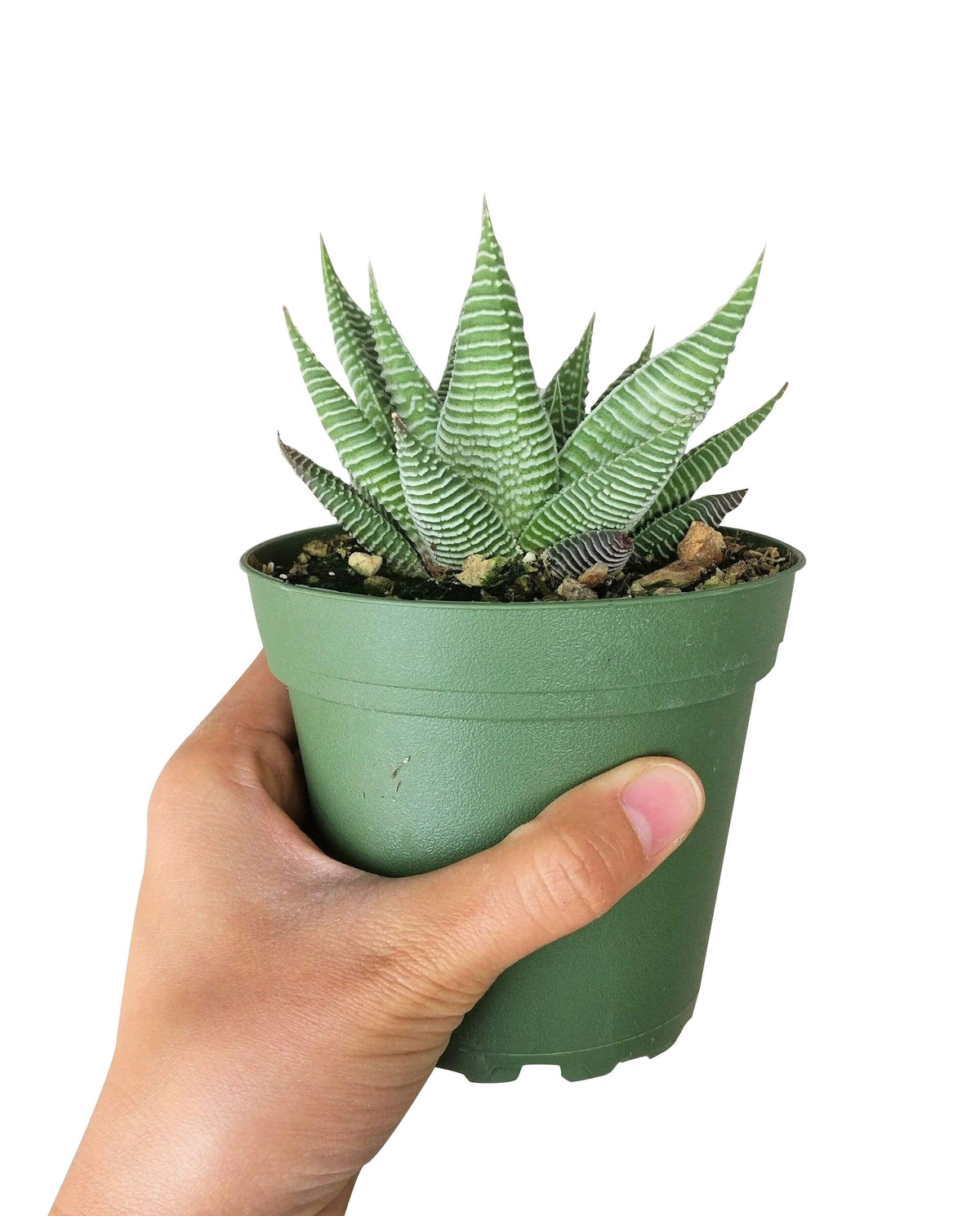 4" pot miami haworthia (haworthia limifolia var. striata) live succulent for sale, silvery green leaves adorned with raised white ridges resembling a washboard, tight compact rosette shape, low-light tolerant and easy care, striking textured foliage, beautiful collector plant gift for home or office