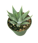 buy miami haworthia (haworthia limifolia var. striata) live succulent 3" pot online, compact dark green rosette with white transverse ridges, triangular fleshy leaves, slow-growing architectural form, drought tolerant and pet safe, elegant minimalist desk accent, perfect unique succulent gift for plant lovers