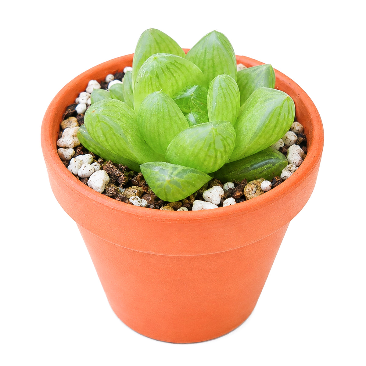 2" Haworthia cymbiformis var. obtusa for sale. Featuring glossy green leaves arranged in a perfectly symmetrical rosette, this charming Haworthia brings a clean and modern touch to any indoor plant display. It grows best in bright conditions with a fast-draining succulent mix and minimal watering. Perfect for decorative planters, shelves, or thoughtful gifts for plant lovers.