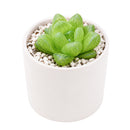 Buy 2" Haworthia cymbiformis var. obtusa online. This elegant succulent forms compact rosettes of thick, translucent leaves with smooth, rounded tips that give it a fresh, crystal-like appearance. It thrives in bright, indirect light with well-draining soil and occasional watering. A beautiful addition to succulent collections, office desks, or sunny windowsills.