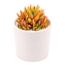 buy haworthia ed storms live succulent 2 inch online, rare windowed cultivar with long slender ciliate leaves, deep forest green rosette with translucent leaf windows, compact clumping form ideal for desk or shelf, low maintenance drought tolerant indoor plant, perfect architectural accent for modern minimalist decor, thoughtful gift for succulent collectors and beginners alike