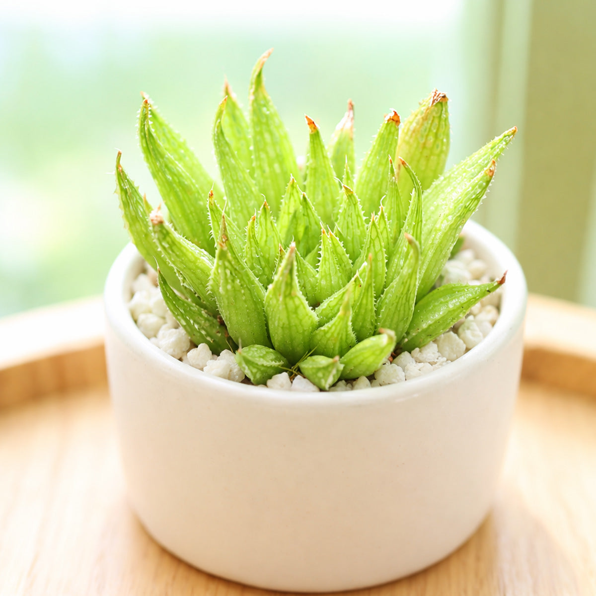 buy haworthia ed storms live succulent 2 inch online, rare windowed cultivar with long slender ciliate leaves, deep forest green rosette with translucent leaf windows, compact clumping form ideal for desk or shelf, low maintenance drought tolerant indoor plant, perfect architectural accent for modern minimalist decor, thoughtful gift for succulent collectors and beginners alike